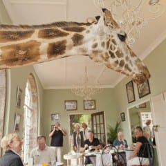The Safari Collection: Giraffe Manor