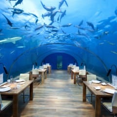 Conrad Maldives Hotel: Fabulous Underwater Restaurant